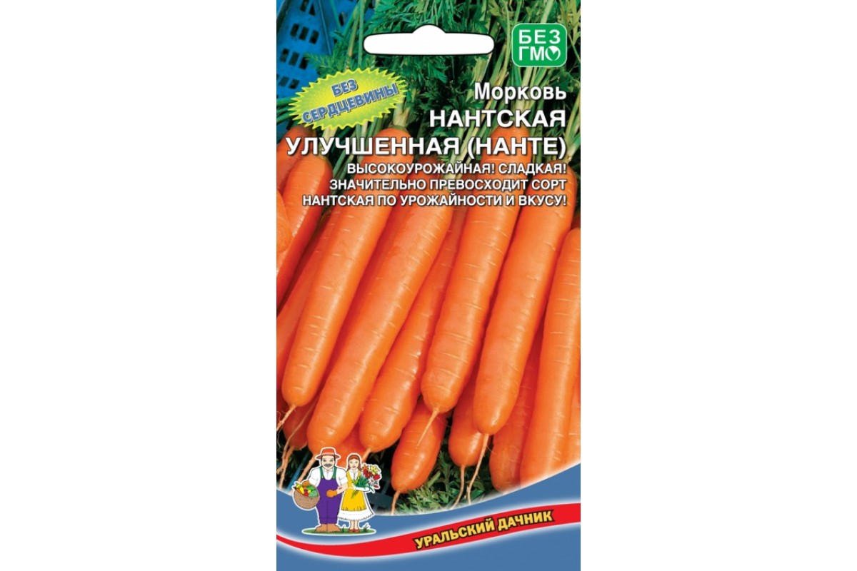 Характеристика, описание и особенности выращивания моркови нандрин