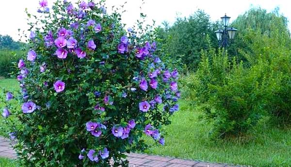 Cирийский гибискус садовый выращивание, уход и видео