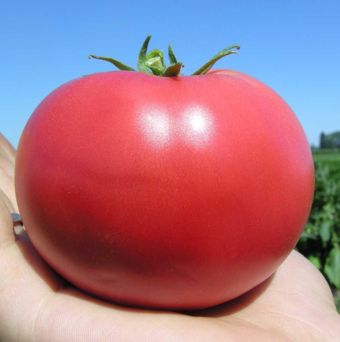 Характеристика томатов сорта тарпан