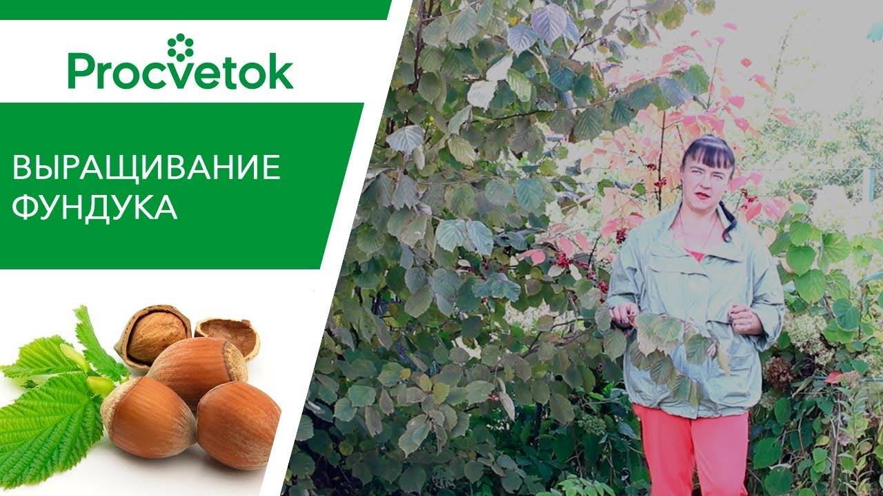 Размножение фундука: черенками, отводами, семенами