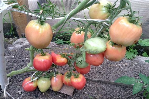 Оранжевая клубника – немецкий томат высокого качества, рекомендации по выращиванию и описание