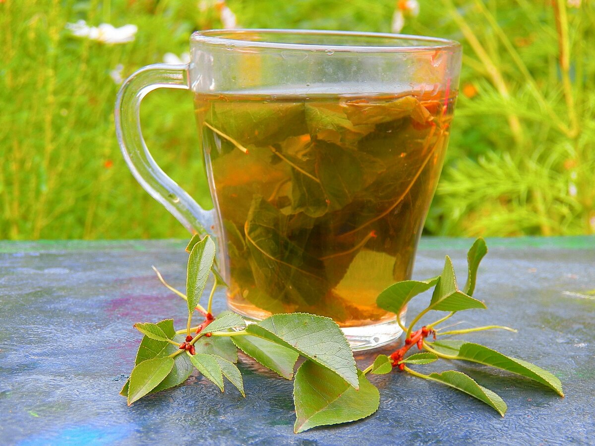 Чем полезен чай с листьями смородины? | дары природы.су