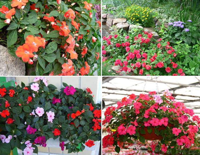 Бальзамин (70 фото) - посадка и уход, выращивание, виды