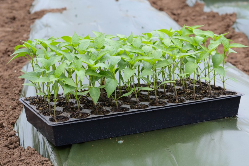 Выращивание перца в теплице из поликарбоната: формирование, полив, уход - пошаговая инструкция (видео)