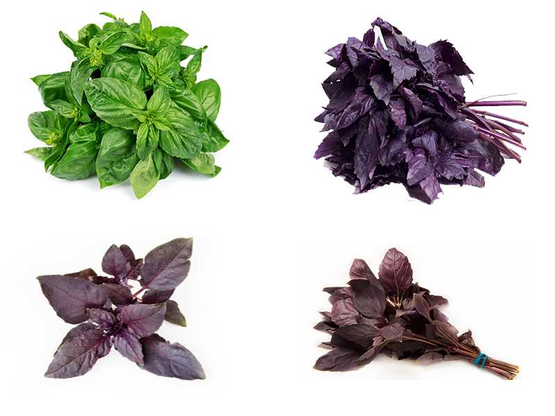 Базилик фиолетовый: польза, применение, сорта, выращивание