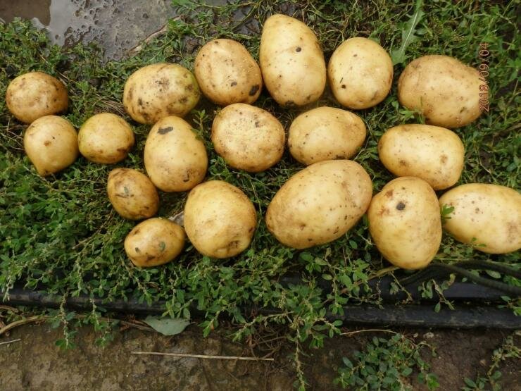 Популярный среди огородников среднепоздний сорт картофеля тулеевский