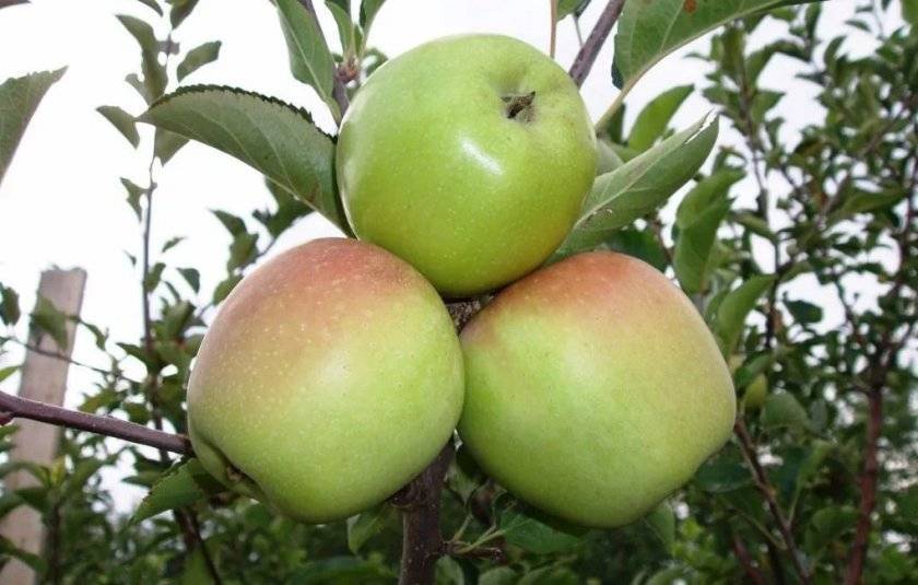 Описание и характеристики яблони сорта Голден, правила посадки и ухода