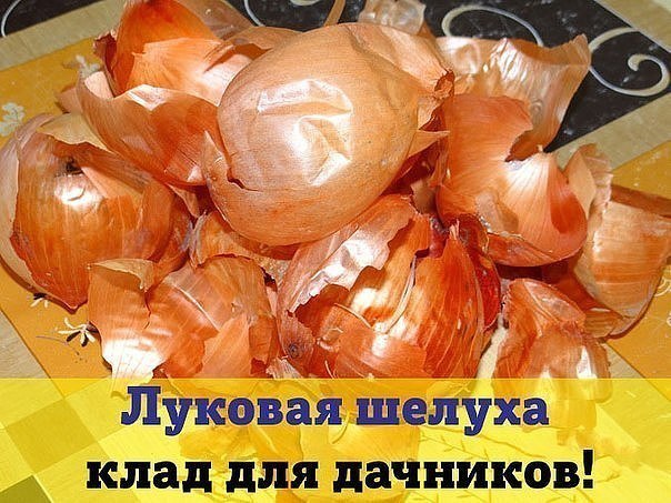 Польза луковой шелухи для огурцов: рецепты и правила применения