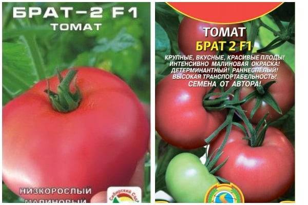 Помидоры "морозко": описание сорта, рекомендации по выращиванию и уходу за этим томатом русский фермер