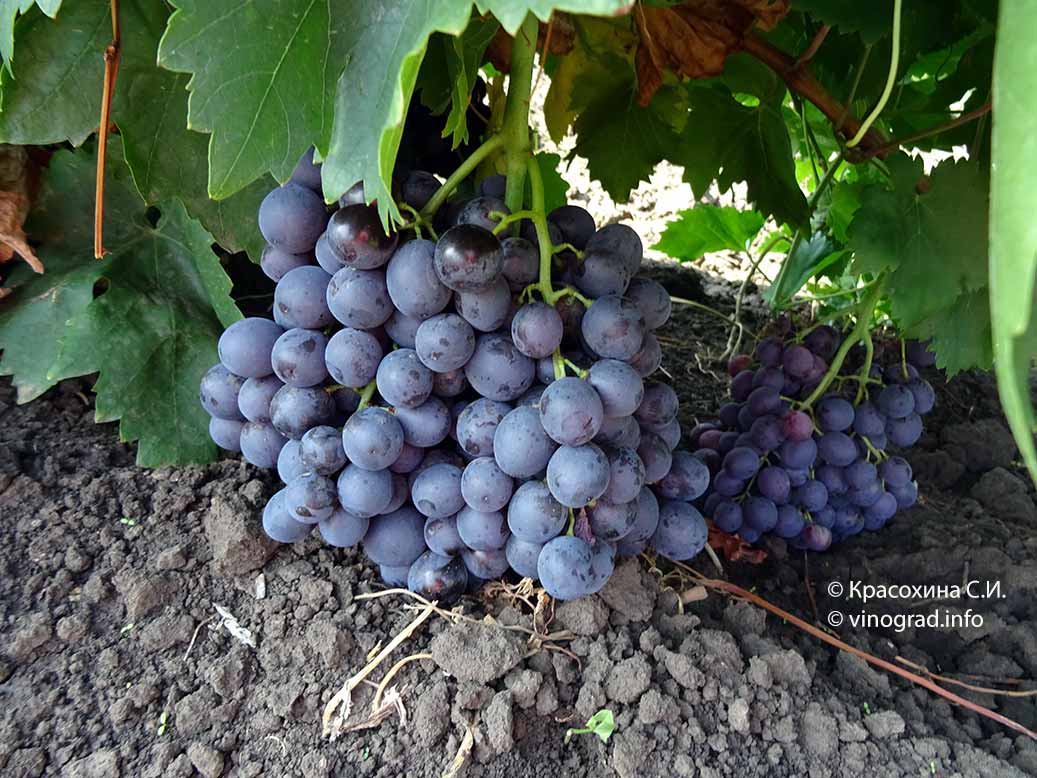 Виноград кишмиш 342 (венгерский кишмиш) — гордость садовода с мускатным ароматом