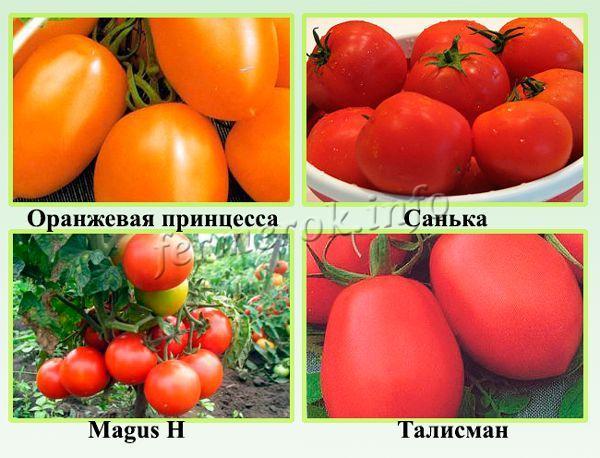 Особенности выращивания помидоров в теплицах из поликарбоната. какие сорта томатов в них лучше сажать?