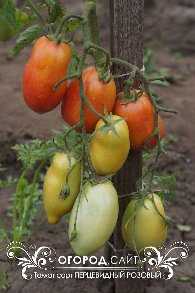 Томат леопольд: характеристика и описание сорта, урожайность отзывы фото