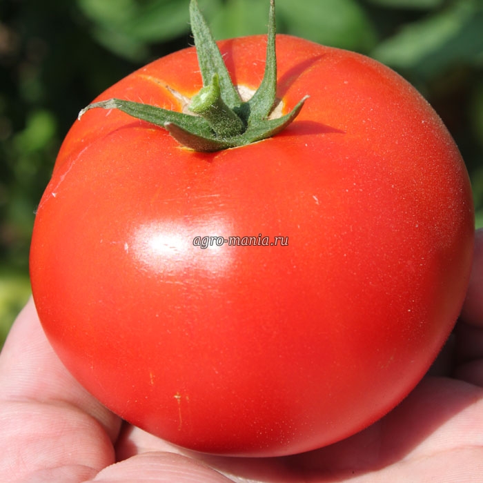 Собираем урожаи гигантских плодов с томатом джелимбер — описание сорта и его характеристики. описание сорта томата лоджейн и его характеристика