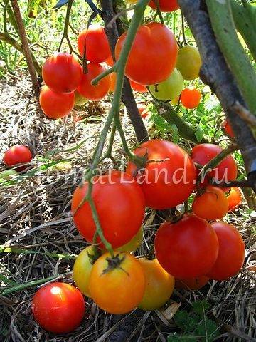 Сорт томата марфушечка душечка отзывы