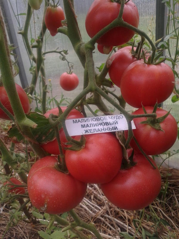 Малиновые плоды с отменным вкусом: томат розовое чудо