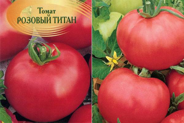 Томат «титан розовый»: описание сорта, фото и рекомендации по выращиванию помидоры русский фермер