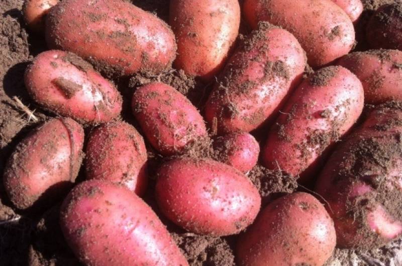 Картофель ред скарлет - характеристика и описание сорта, агротехника выращивания