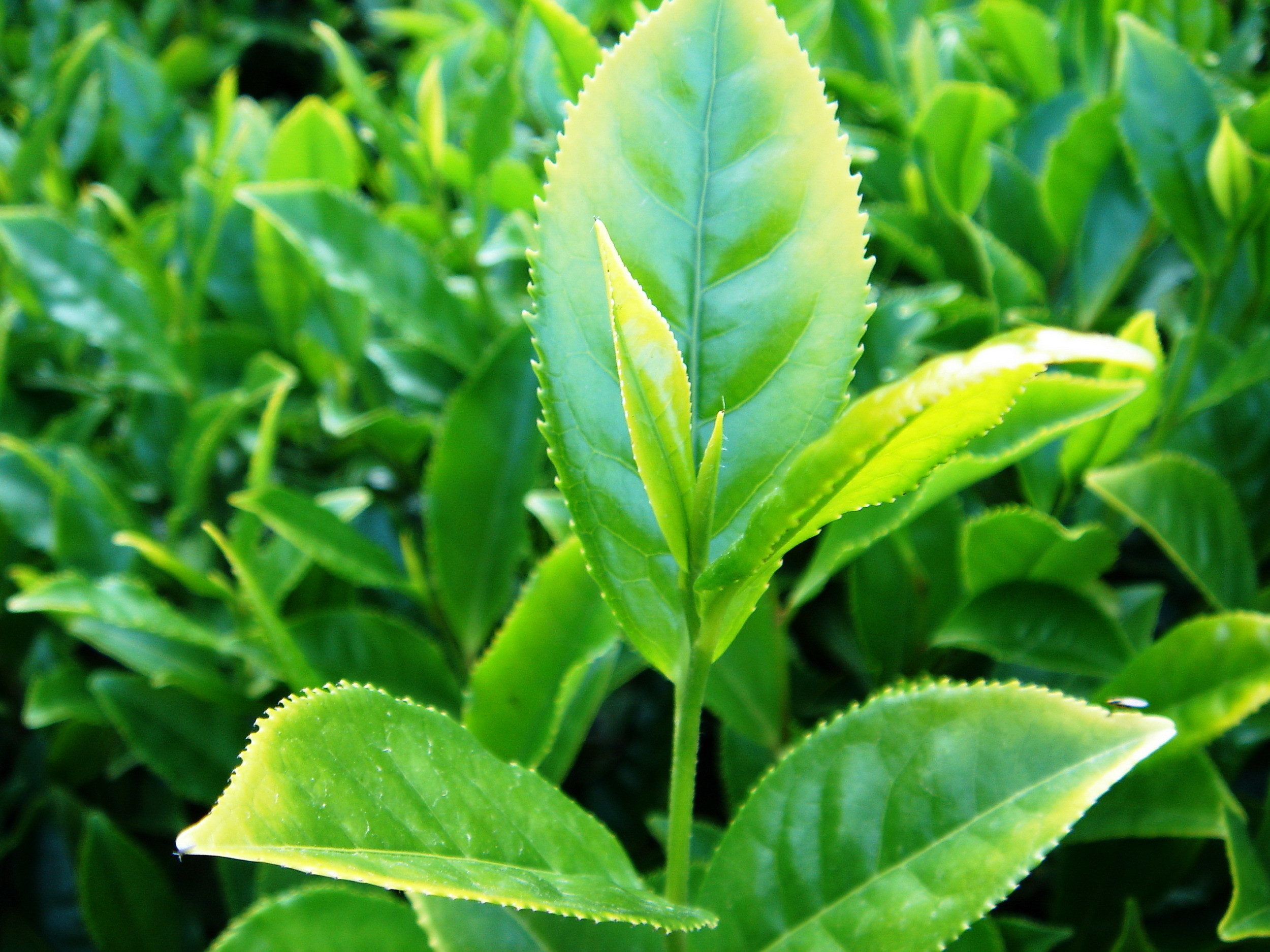 Ботаника и выращивание чая - teaterra | teaterra