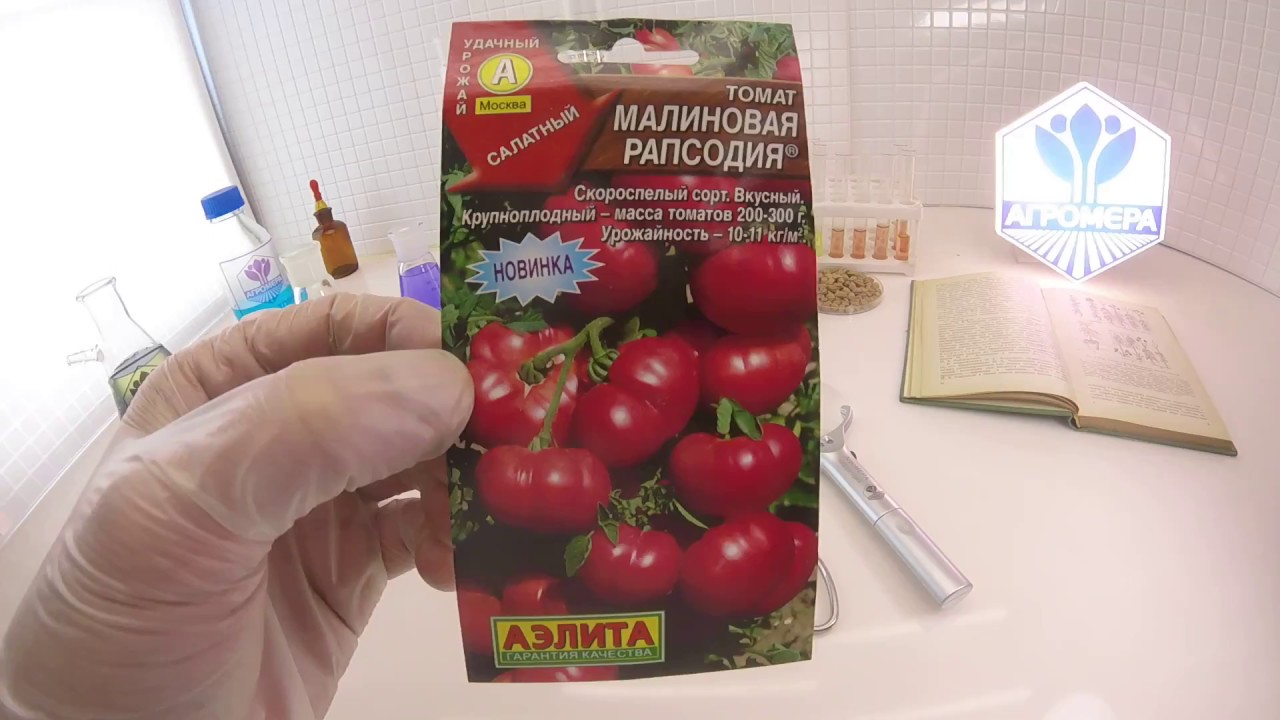 Описание российского томата Малиновая рапсодия и выращивание рассады