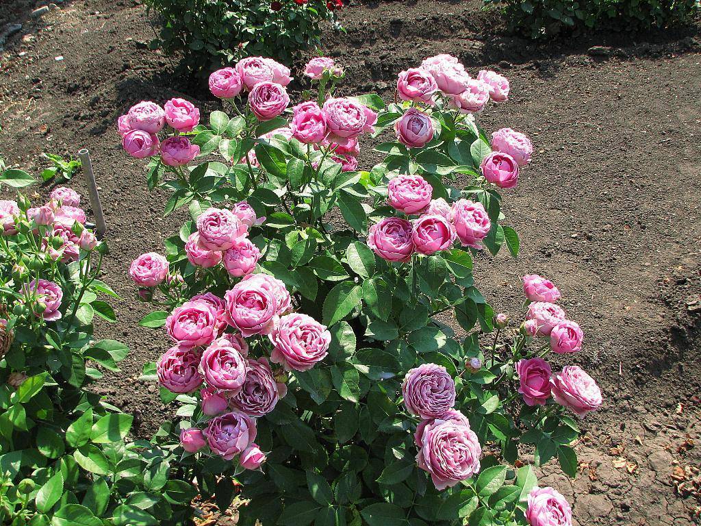 Какие бывают сорта пионовидных роз, особенности ухода
