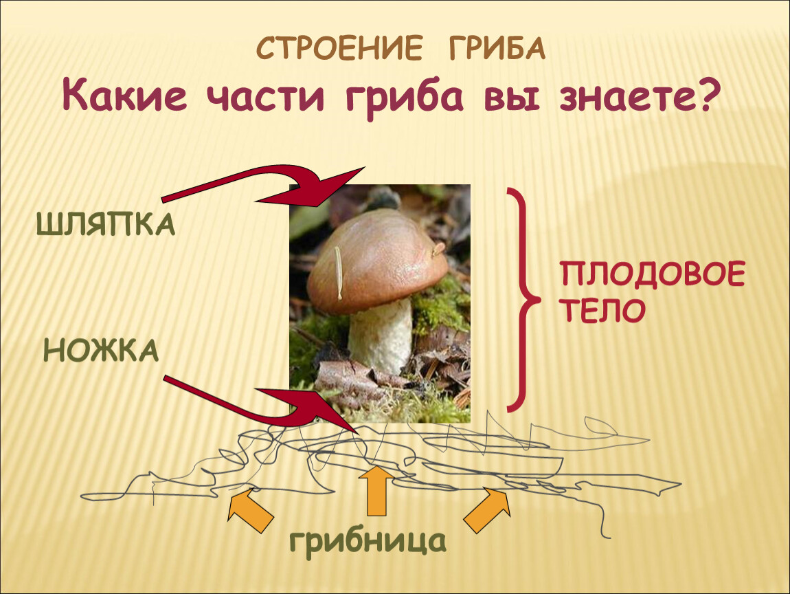 Слово грибница. Грибы презентация. Части гриба. Гриб части гриба. Грибы презентация 2 класс.