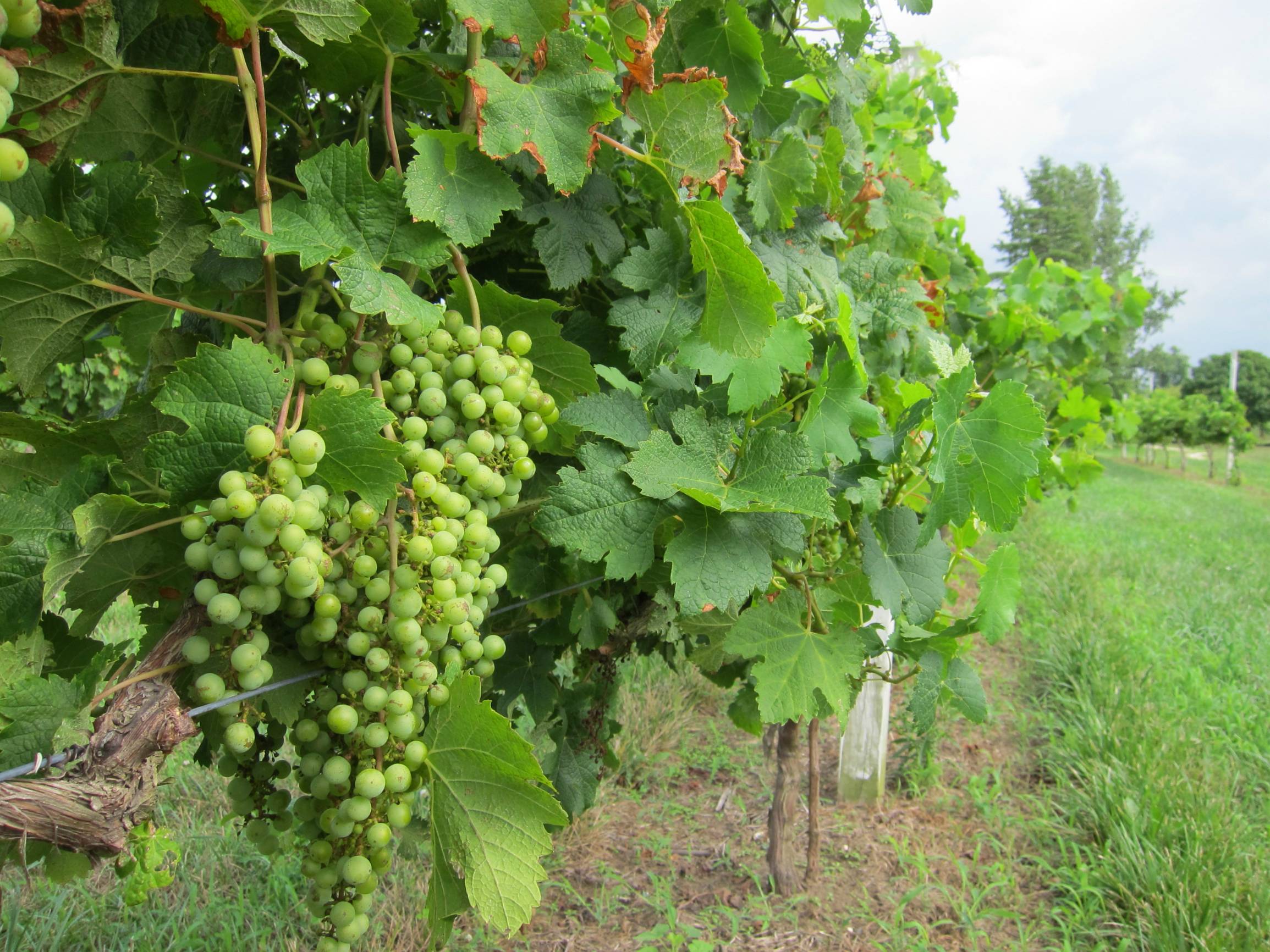 Виноград посадка и уход полив удобрение обрезка и размножение