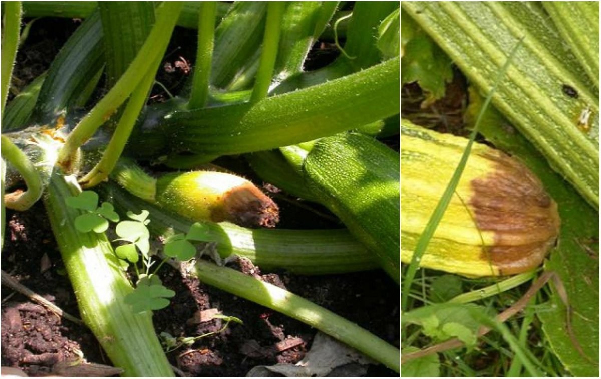 Выращивание кабачков в открытом грунте и в теплице | садоводство и огородничество