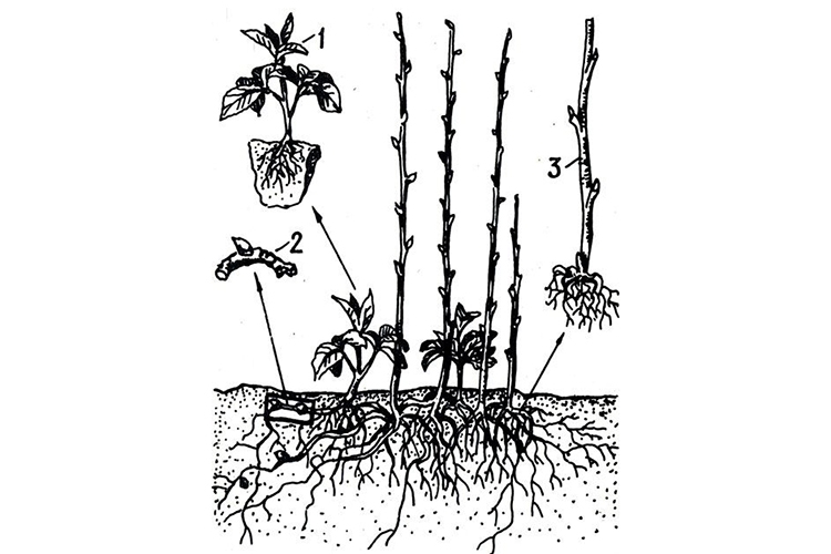 Ремонтантная малина — выращивание и уход, размножение, обрезка