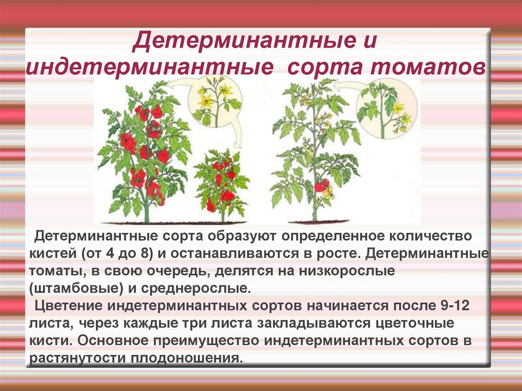 Помидор арбузный — урожайность, описание, характеристики и отзывы о томате