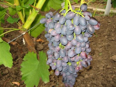 Виноград сорта арочный: декоративное растение с красивыми и ароматными ягодами