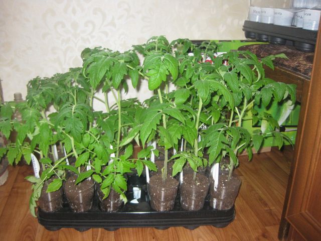 Особенности технологии метода терехиных по выращиванию томатов