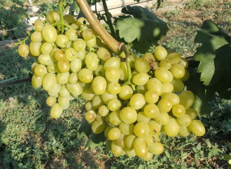 Описание сорта винограда "лора" с фотографиями