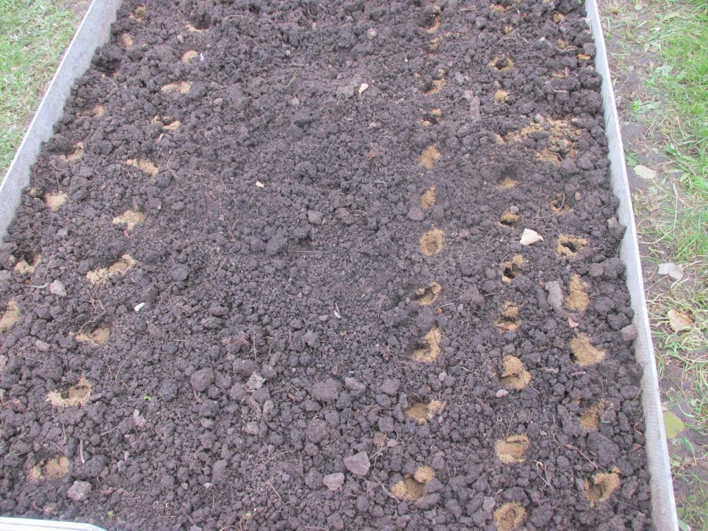 Как подготовить почву для посадки чеснока (весной, осенью)