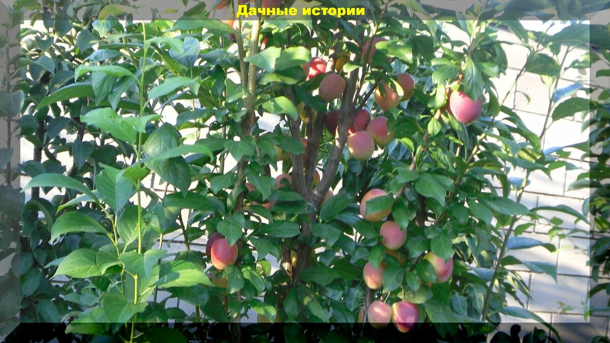 Лучшие сорта персика для россии: названия с фото и описанием