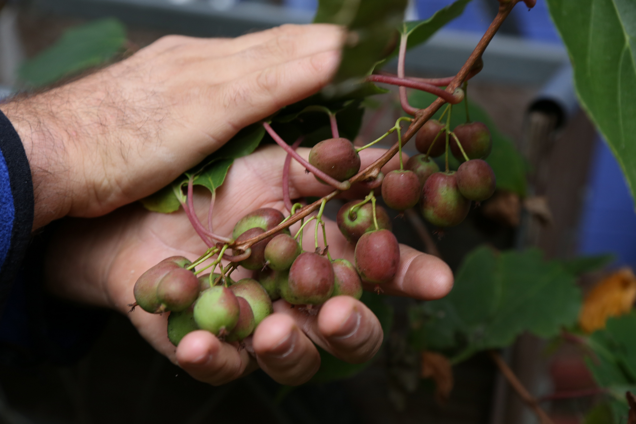 Как посадить актинидию весной и осенью: сроки и правила посадки саженца в открытый грунт