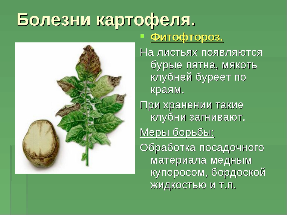 Альтернариоз картофеля | справочник по защите растений — agroxxi