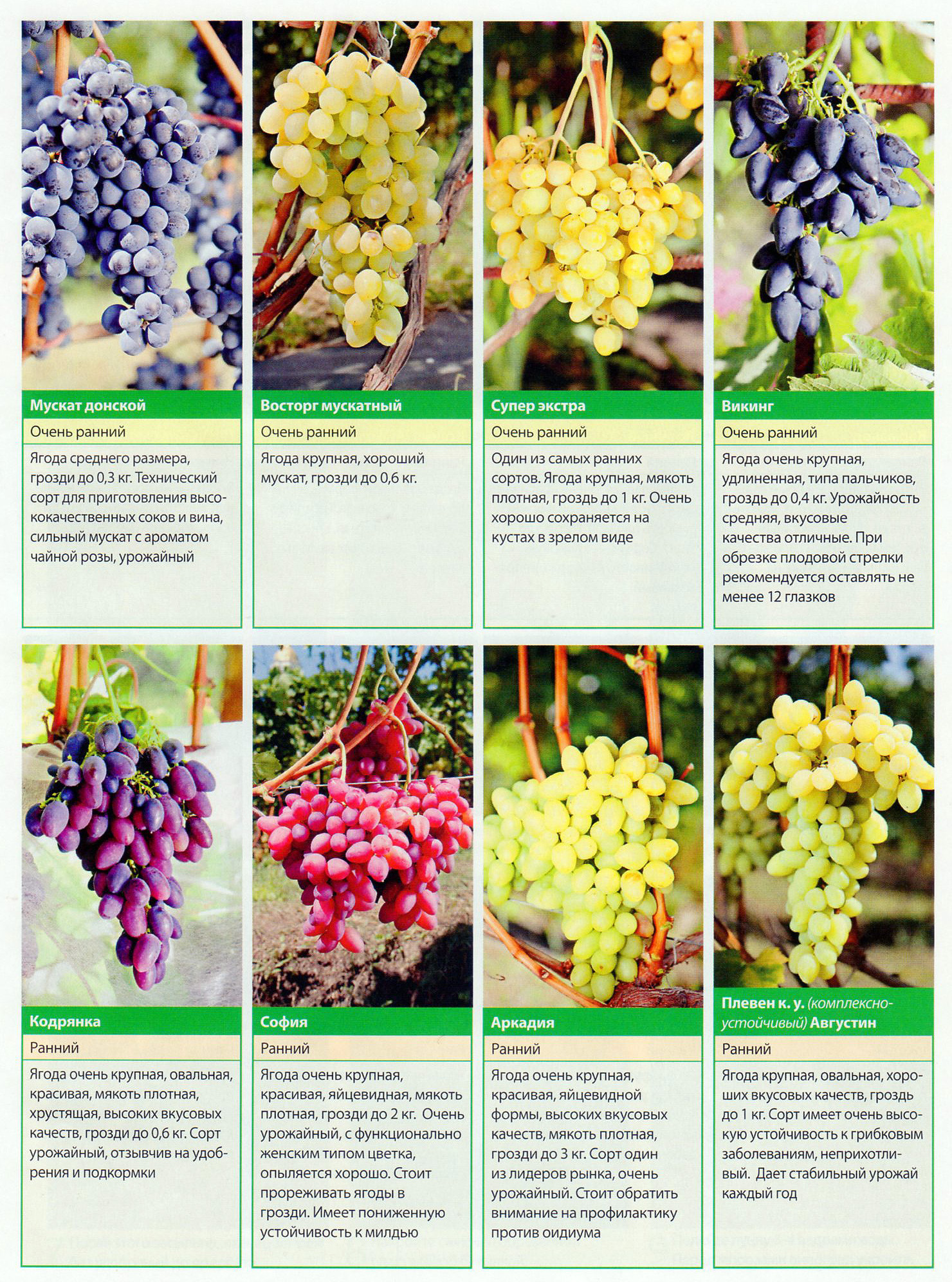 Виноград супер экстра: описание сорта, фото и отзывы садоводов - журнал "совхозик"