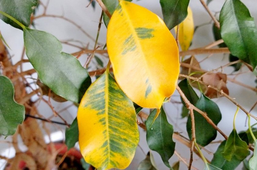 Почему у комнатного лимона желтеют и опадают листья и что делать при этом