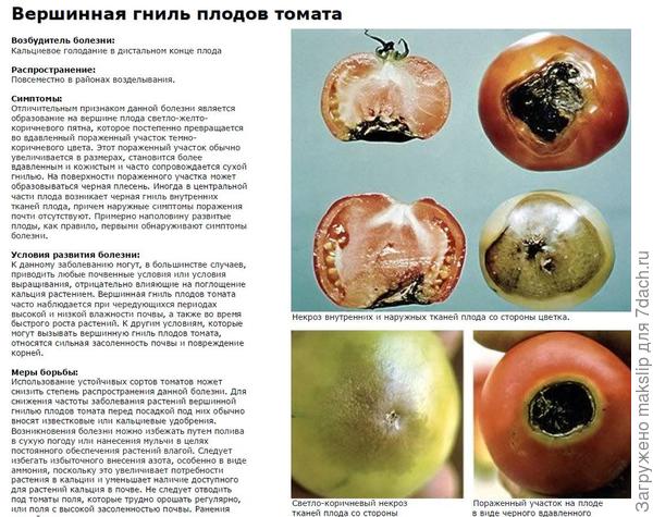 Секреты борьбы с вершинной гнилью помидор в теплице