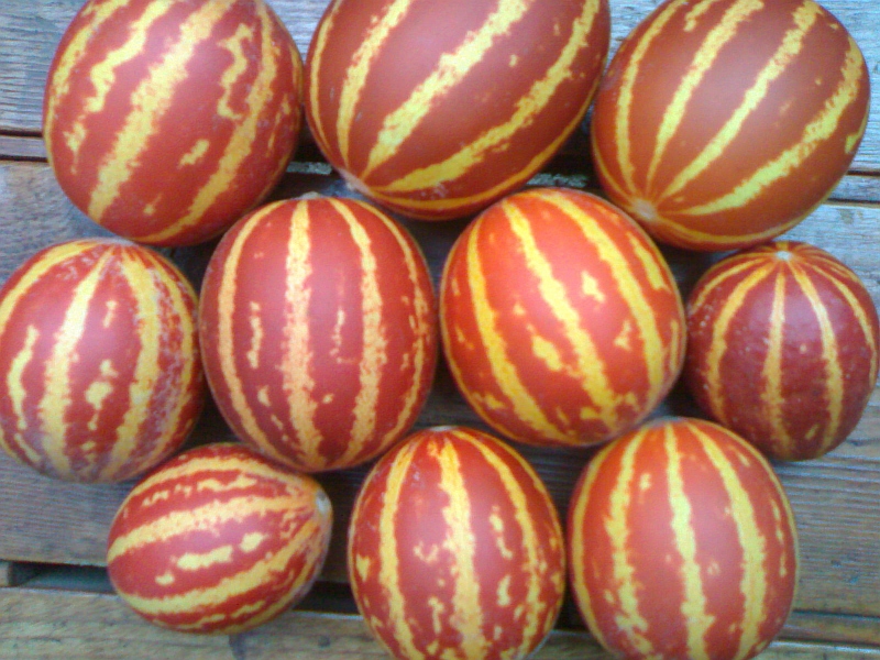 Описание и характеристика дыни, скрещенной с ананасом: каков на вкус мини-плод