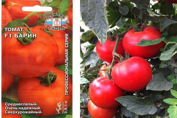 Описание гибридного томата Барин ф1 и отзывы огородников