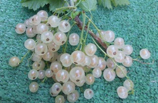 Смородина версальская белая: сорт с высокой степенью урожайности и вкусными плодами большого размера