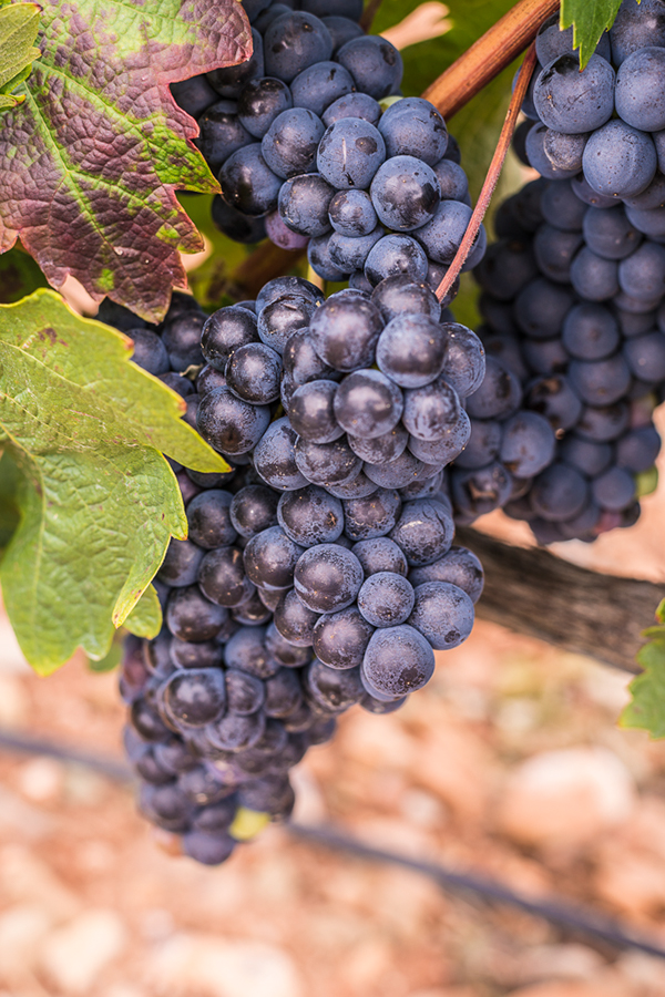Виноград темпранильо: описание сорта, вкуса, выращивание и отзывы