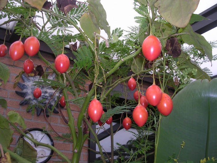 Что за фрукт тамарилло, как его кушать и выращивание томатного дерева