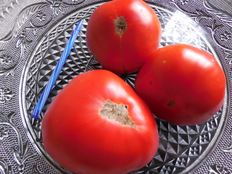 Описание лучших сортов томатов для открытого грунта в Нижегородской области