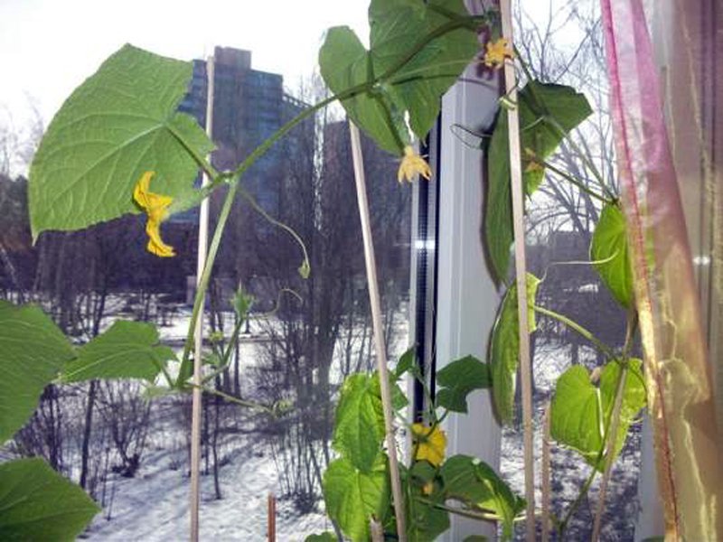 Как получить урожай огурцов на подоконнике или балконе зимой?