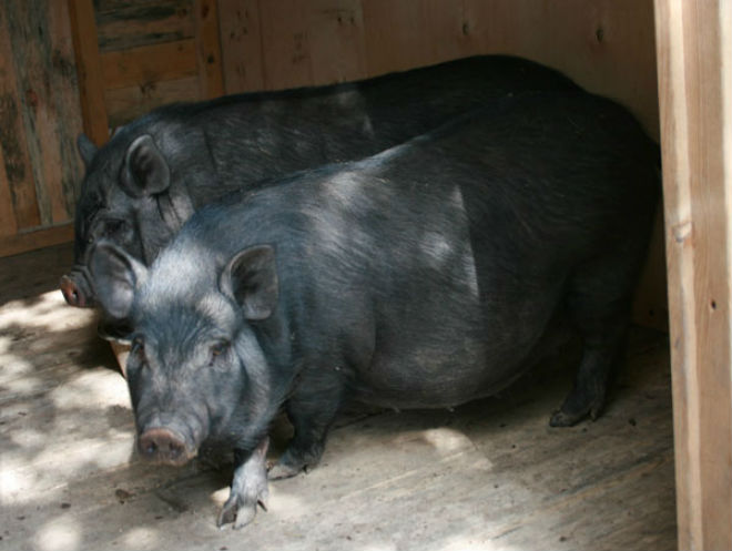 О разведении вьетнамских свиней в домашних услових для начинающего