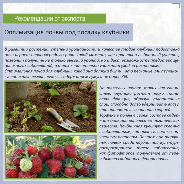Как долго можно выращивать клубнику на одном месте - журнал садовода ryazanameli.ru