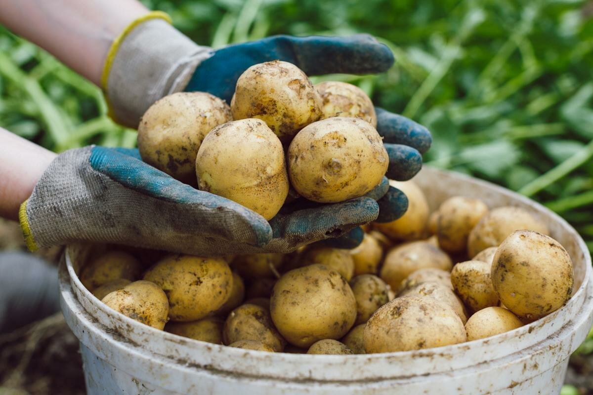 Будет ли урожай если картошка не цветет: разбираемся с причинами