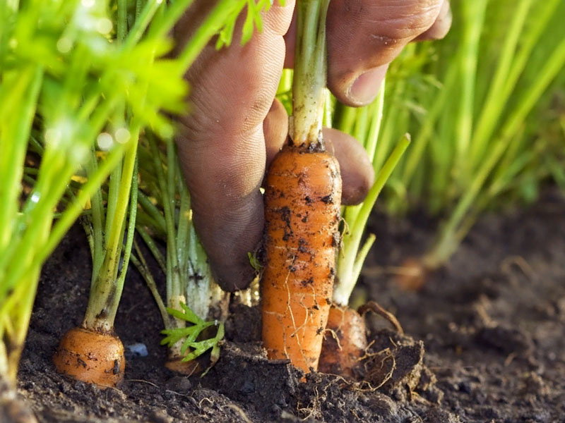 Как быстро прорастить семена моркови для посева: плюсы и минусы такого решения, какие использовать стимуляторы роста перед посадкой, а также другие альтернативные средства